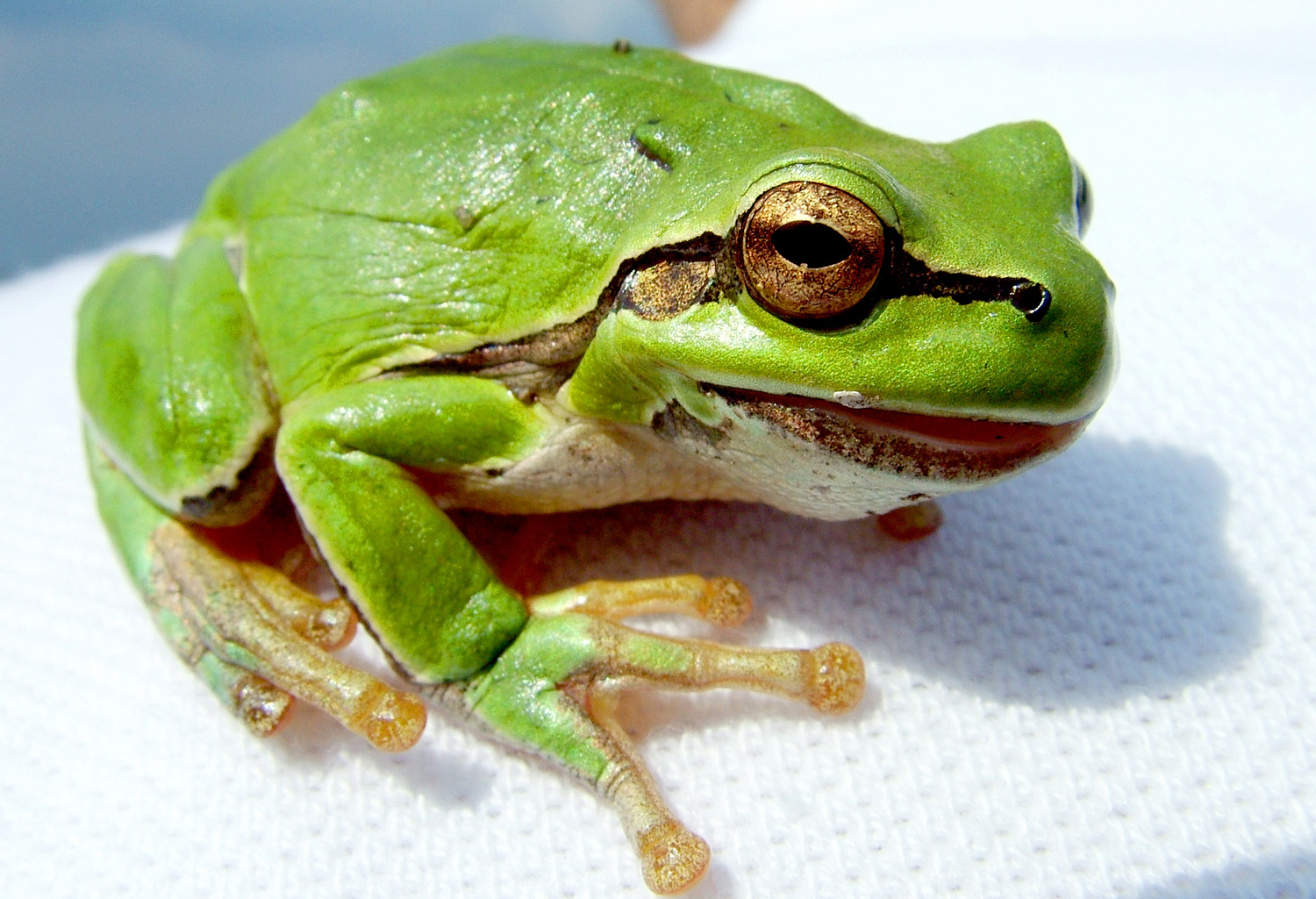 Frog Pic