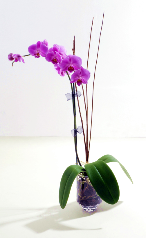 orchid_single