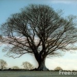 15_19_16-sycamore-tree-northumberland_web1