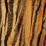 cottonwood-tree-bark-734162-ga1