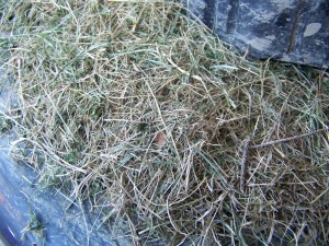 Collected Grass On Lawnmower