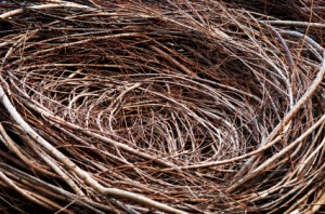 Nest Sample