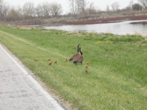 Canadian Goose family at Magee Marsh