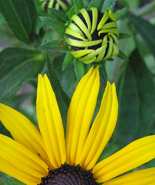 Black Eyed Susan in waiting By:Mary Schwalm 