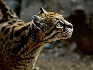 An Ocelot, the Ocicat's namesake from the wild.  Image from the National Geographic website.