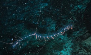 Siphonophore_(8482692352)-2