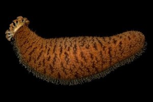 sea cucumber with tube feet at the bottom as well as tube feet for feeding. Tube feet are controlled by the water vascular system. https://en.wikipedia.org/wiki/Sea_cucumber