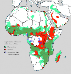 Map of Schistosomatidae distribution in Africa. https://www.researchgate.net/profile/John_Stothard/publication/221922179/figure/fig2/AS:304712025952260@1449660416766/Fig-2-Map-of-distribution-of-human-Schistosoma-species-in-Africa-Madagascar-and-the.png