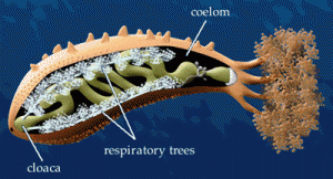 Cross section of sea cucumber showing off the fluffy looking respiratory tree.  http://www.asnailsodyssey.com/LEARNABOUT/CUCUMBER/cucuEnvi.php