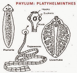 Different examples of species that are included in the phylum platyhelminthes. http://lh3.ggpht.com/-Iwx-uY5v8po/VASk0KkSWDI/AAAAAAAADfM/TKl9rCtz-Fc/Platyhelminthes_thumb%25255B14%25255D.jpg?imgmax=800