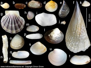 Different bivalve shells http://www.molluscsoftasmania.net/Class%20images/Bivalvia.jpg
