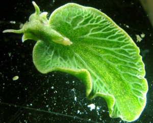 Image of a Elysia Chlorotica http://cdn.sci-news.com/images/2015/02/image_2466-Elysia-chlorotica.jpg
