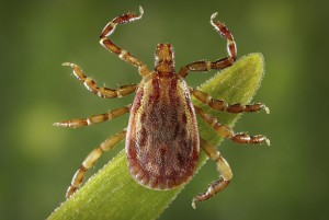 A tick showing the behaviour of questing