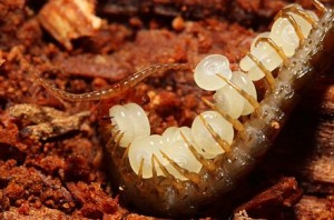 Centipede holding onto her eggs