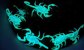 Scorpions glowing under UV light