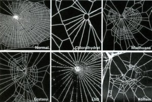 Different webs from different spiders on drugs