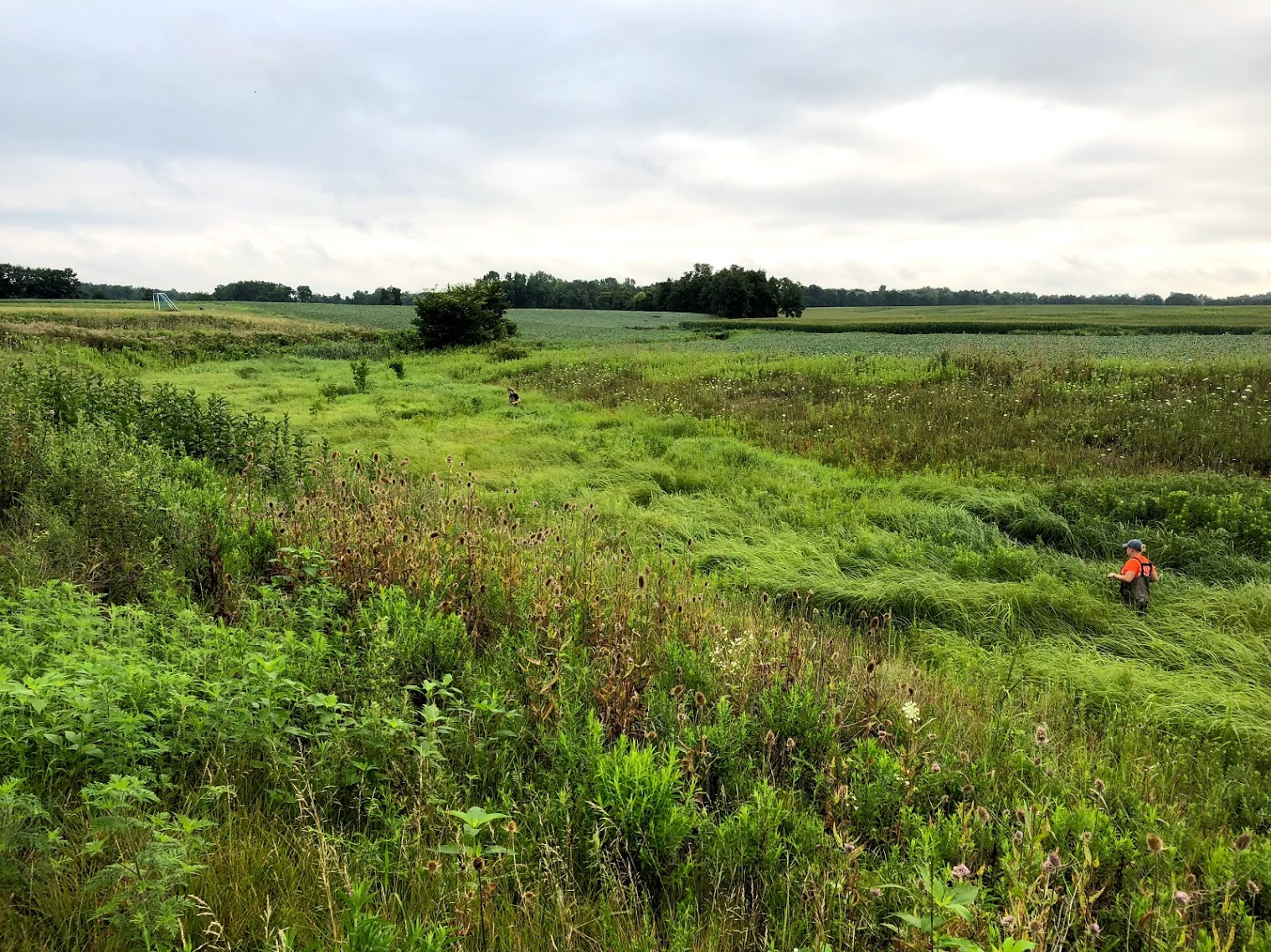 landscape view of an overwide ditch in summer with lots of plants, surrounded by agricultural fields