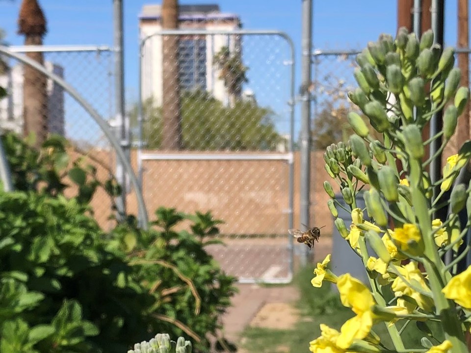 A honey bee flying near a flower with a fence and tall buildings in the background in Phoenix, AZ